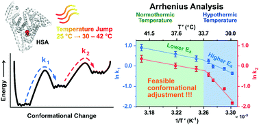 Graphical abstract: Protein dynamics of human serum albumin at hypothermic temperatures investigated by temperature jump