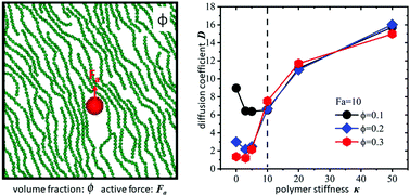 Graphical abstract: Passive and active tracer dynamics in polymer solutions with isotropic-to-nematic phase transition