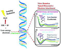 Graphical abstract: Nitro rotation tuned dissociative electron attachment upon targeted radiosensitizer 4-substituted Z bases