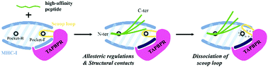 Graphical abstract: Dynamics of peptide loading into major histocompatibility complex class I molecules chaperoned by TAPBPR