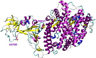 Graphical abstract: Computational investigation of the increased virulence and pathogenesis of SARS-CoV-2 lineage B.1.1.7