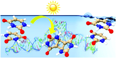 Graphical abstract: On the propensity of formation of cyclobutane dimers in face-to-face and face-to-back uracil stacks in solution