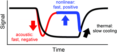 Graphical abstract: Reply to the ‘Comment on “Terahertz pump–probe of liquid water at 12.3 THz”’ by A. F. G. van der Meer, PCCP, 2022, 24, D1CP05216K