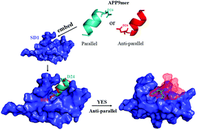 Graphical abstract: Identification of the probable structure of the sAPPα-GABABR1a complex and theoretical solutions for such cases