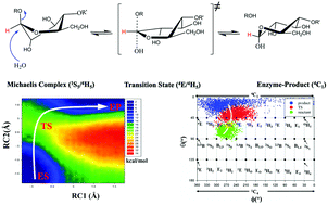 Graphical abstract: QM/MM investigation of the catalytic mechanism of processive endoglucanase Cel9G from Clostridium cellulovorans