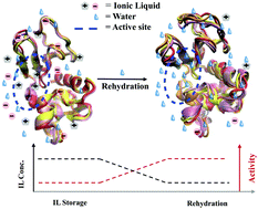Graphical abstract: Recovery of enzyme structure and activity following rehydration from ionic liquid