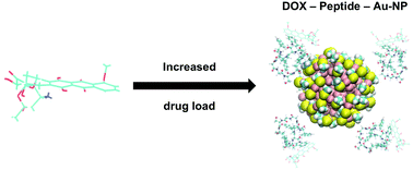 Graphical abstract: A doxorubicin–peptide–gold nanoparticle conjugate as a functionalized drug delivery system: exploring the limits
