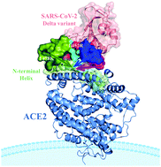 Graphical abstract: Insights from computational analysis: how does the SARS-CoV-2 Delta (B.1.617.2) variant hijack ACE2 more effectively?