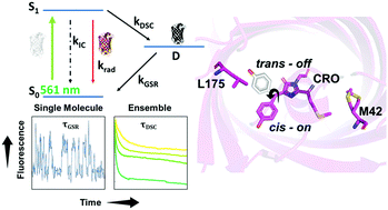 Graphical abstract: Characterizing dark state kinetics and single molecule fluorescence of FusionRed and FusionRed-MQ at low irradiances