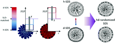 Graphical abstract: SANS characterization of time dependent, slow molecular exchange in an SDS micellar system