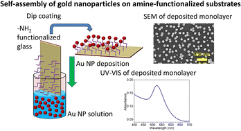 Graphical abstract: Combined experimental and simulation study of self-assembly of colloidal gold nanoparticles on silanized glass