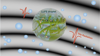 Graphical abstract: Trivalent cation-induced phase separation in proteins: ion specific contribution in hydration also counts