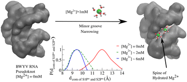 Graphical abstract: Dynamic effects of the spine of hydrated magnesium on viral RNA pseudoknot structure