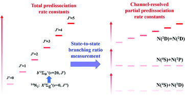 Graphical abstract: Multi-channel photodissociation dynamics of 14N2 in its b′ 1Σ+u(ν = 20) state
