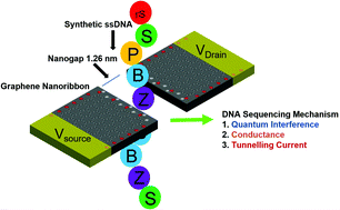 Graphical abstract: Conductance and tunnelling current characteristics for individual identification of synthetic nucleic acids with a graphene device