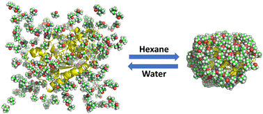 Graphical abstract: The protein-stabilizing effects of TMAO in aqueous and non-aqueous conditions