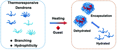 Graphical abstract: Thermoresponsive dendritic oligoethylene glycols