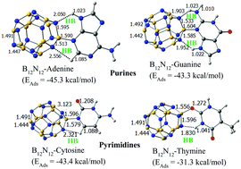 Graphical abstract: N/O→B dative bonds supplemented by N–HN/HC hydrogen bonds make BN-cages an attractive candidate for DNA-nucleobase adsorption – an MP2 prediction