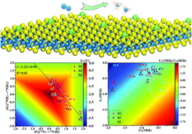 Graphical abstract: Screening of transition metal single-atom catalysts supported by a WS2 monolayer for electrocatalytic nitrogen reduction reaction: insights from activity trend and descriptor