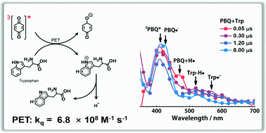 Graphical abstract: Investigation on the photoinduced chemical reaction between p-benzoquinone and tryptophan in homogeneous solution