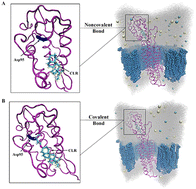 Graphical abstract: Studying noncovalent or covalent bond problem between smoothened and cholesterol by molecular dynamics simulation and Markov state model