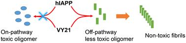 Graphical abstract: Mechanistic insight into functionally different human islet polypeptide (hIAPP) amyloid: the intrinsic role of the C-terminal structural motifs