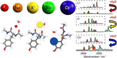Graphical abstract: A bottom-up approach to the ion recognition mechanism of K+ channels from laser spectroscopy of hydrated partial peptide–alkali metal ion complexes