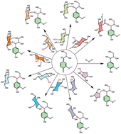 Graphical abstract: Origins of covalent linkages within the lignin–carbohydrate network of biomass