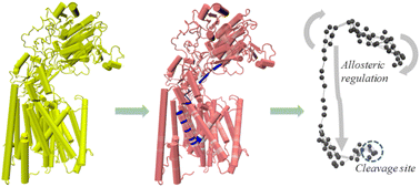 Graphical abstract: Mechanistic regulation of γ-secretase by their substrates