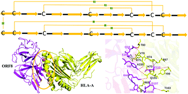 Graphical abstract: In silico study on the effects of disulfide bonds in ORF8 of SARS-CoV-2