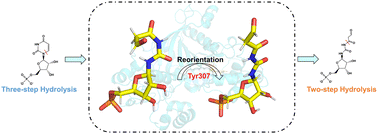 Graphical abstract: Theoretical investigation on the reaction mechanism of UTP cyclohydrolase