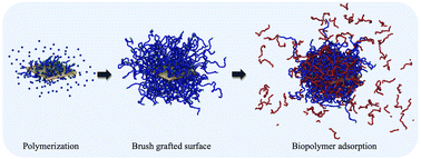 Graphical abstract: Dissipative particle dynamics simulation study on ATRP-brush modification of variably shaped surfaces and biopolymer adsorption