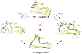 Graphical abstract: The destructive mechanism of Aβ1–42 protofibrils by norepinephrine revealed via molecular dynamics simulations