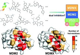 Graphical abstract: Molecular investigation of the dual inhibition mechanism for targeted P53 regulator MDM2/MDMX inhibitors