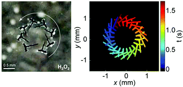 Graphical abstract: Shape-preserving conversion of calcium carbonate tubes to self-propelled micromotors