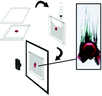 Graphical abstract: Downward fingering accompanies upward tube growth in a chemical garden grown in a vertical confined geometry