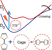 Graphical abstract: Excited state dynamics of a spontaneously generated TTF radical cation inside a water-soluble nanocage