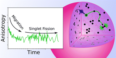 Graphical abstract: Singlet fission preserves polarisation correlation of excitons
