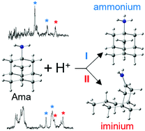 Graphical abstract: Infrared spectra and structures of protonated amantadine isomers: detection of ammonium and open-cage iminium ions