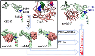 Graphical abstract: Recognition between CD147 and cyclophilin A deciphered by accelerated molecular dynamics simulations