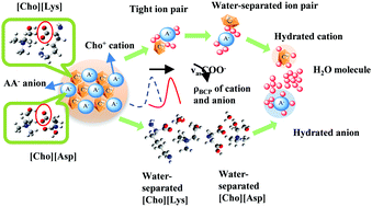 Graphical abstract: Evolution of microstructures and hydrogen bond interactions within choline amino acid ionic liquid and water mixtures