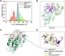 Graphical abstract: Structural view on the role of the TRD loop in regulating DNMT3A activity: a molecular dynamics study