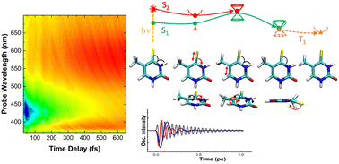 Graphical abstract: Coherent vibrational modes promote the ultrafast internal conversion and intersystem crossing in thiobases