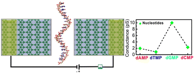 Graphical abstract: Identification of DNA nucleotides by conductance and tunnelling current variation through borophene nanogaps