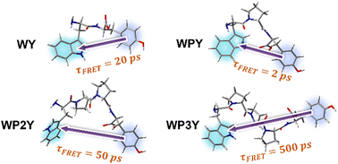 Graphical abstract: Ultrafast Förster resonance energy transfer between tyrosine and tryptophan: potential contributions to protein–water dynamics measurements