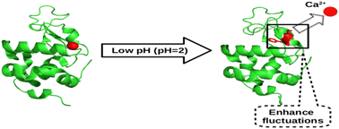 Graphical abstract: Conformational fluctuations in the molten globule state of α-lactalbumin