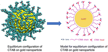 Graphical abstract: Self-assembly of a CTAB surfactant on gold nanoparticles: a united-atom molecular dynamics study