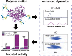 Graphical abstract: The role of conformational dynamics in the activity of polymer-conjugated CalB in organic solvents