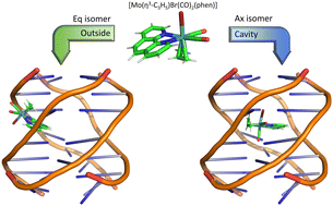 Graphical abstract: Unravelling the binding affinity and selectivity of molybdenum(ii) phenanthroline complexes with DNA G-quadruplexes by using linear-scaling DFT studies. The important role of ancillary ligands