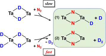 Graphical abstract: A comparative study on the reactivity of ditantalum deuteride cluster anions Ta2D2− and Ta2D4− toward N2